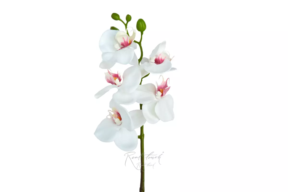 Phalaenopsis Orchid (5 blooms) - white Phalaenopsis Orchid (5 blooms) - white