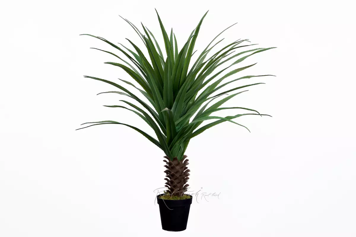 Palm Pandanus Veitchii screw pine 140cm in a pot - green