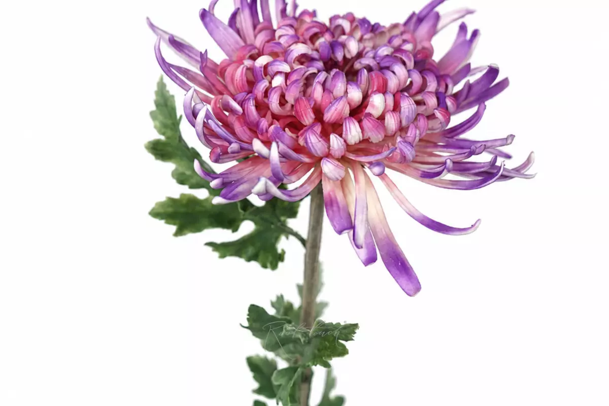 Chrysanthemum Swan Song - lilac Chrysanthemum Swan Song - lilac