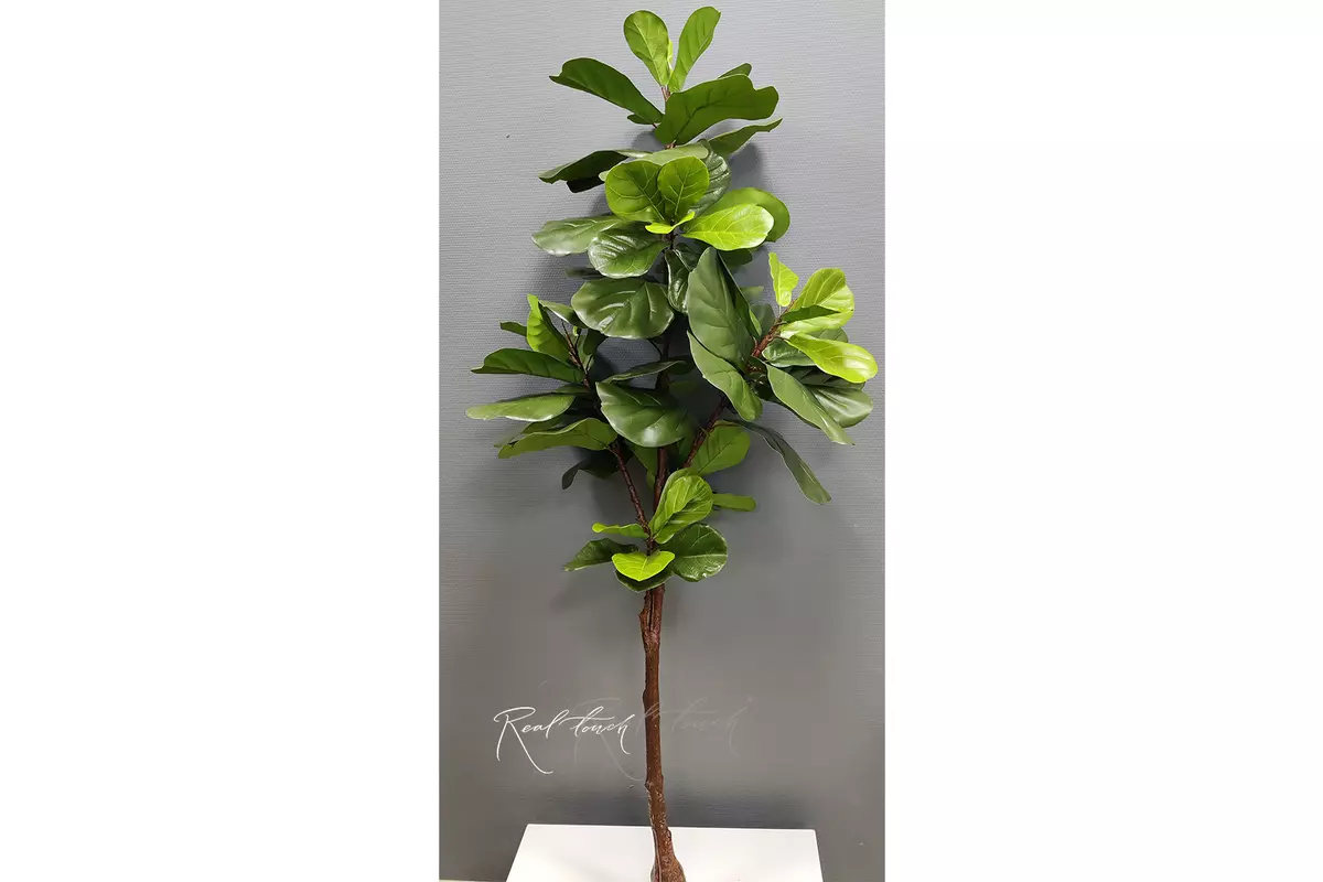 Fiddle-leaf fig tree Ficus Lyrata without pot 180cm - green