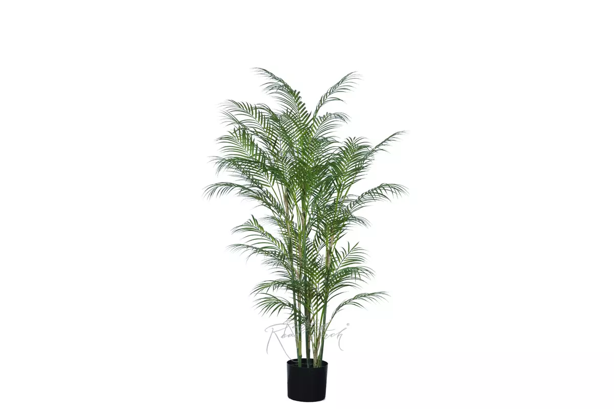 Areca high palm 150cm in a planter - green