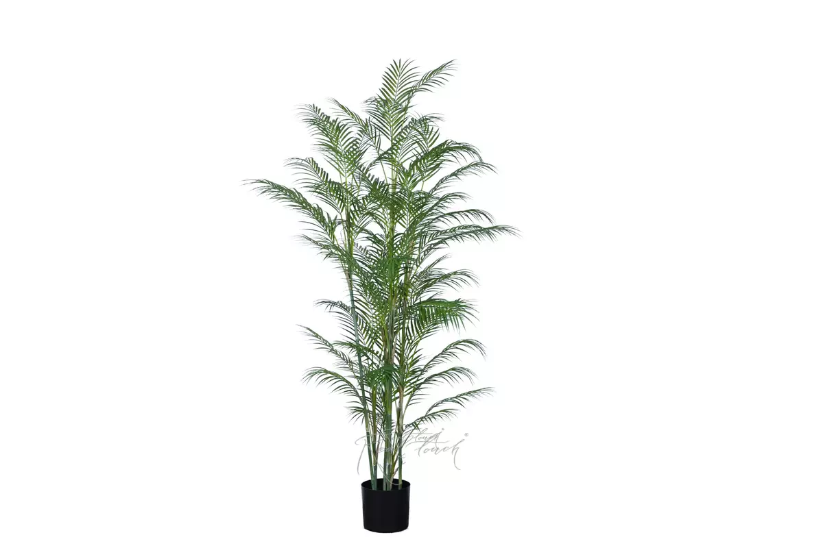 Areca high palm 180cm in a planter - green