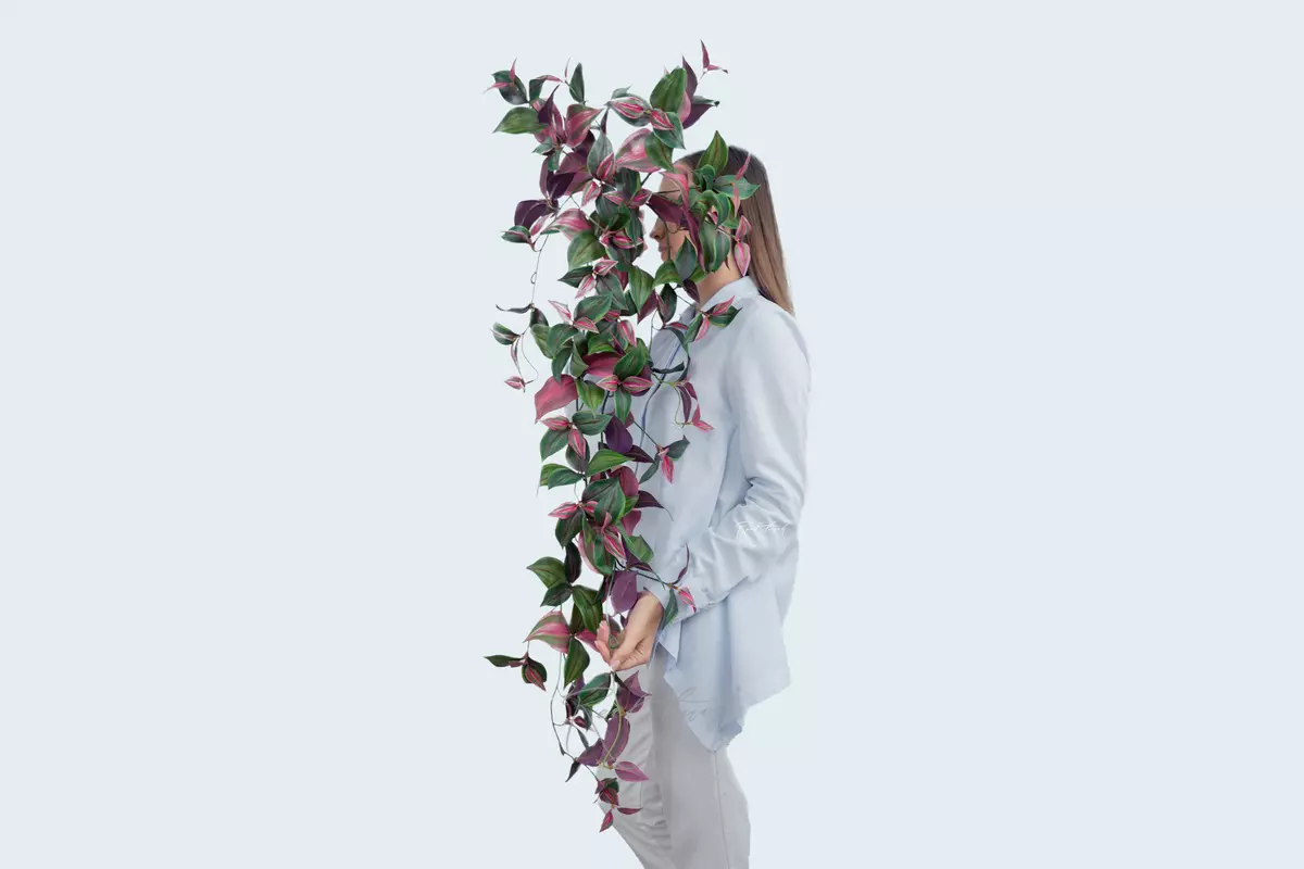 Zebrina hanging bush  - Green pink