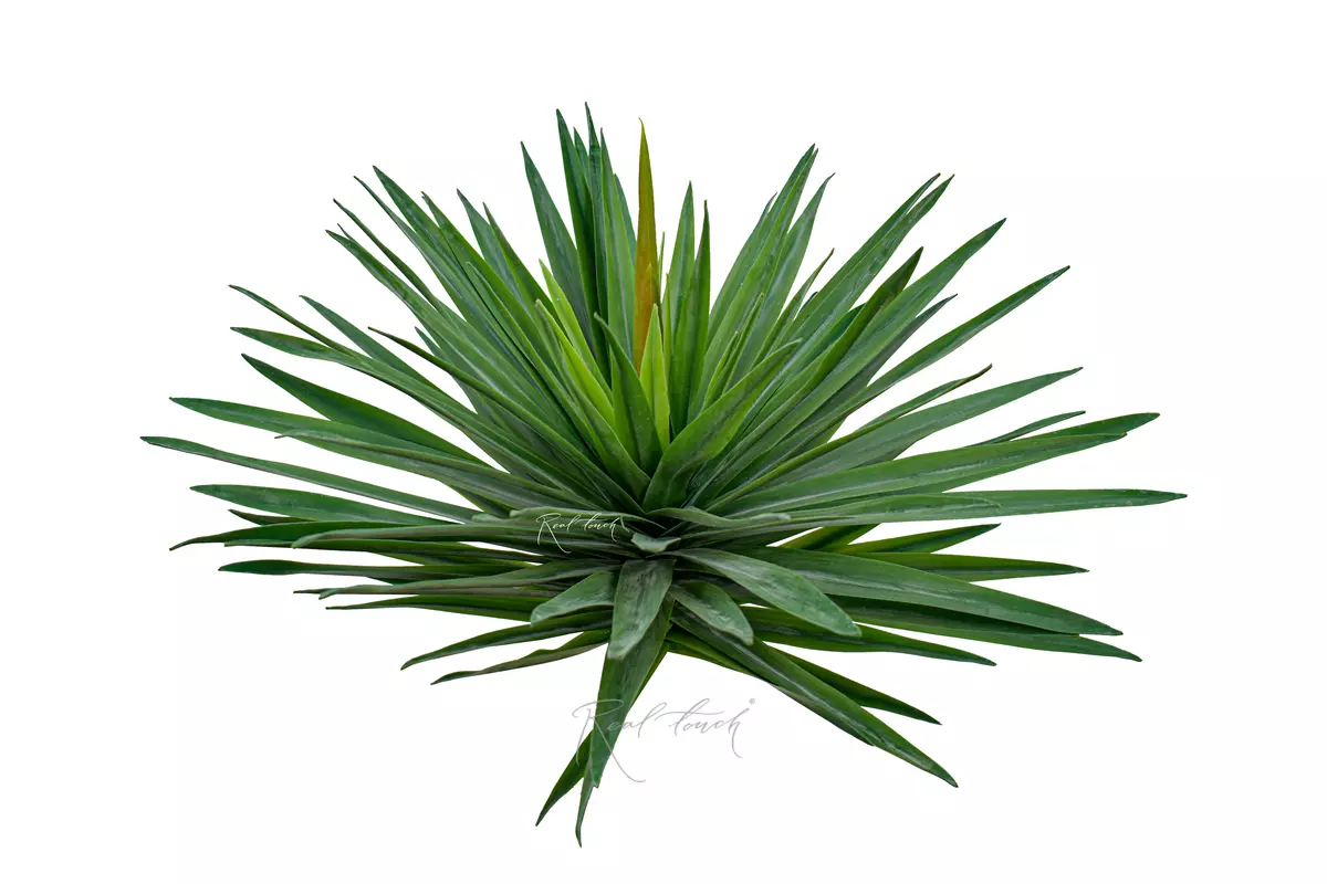 Yucca Garden small - green Yucca Garden small - green