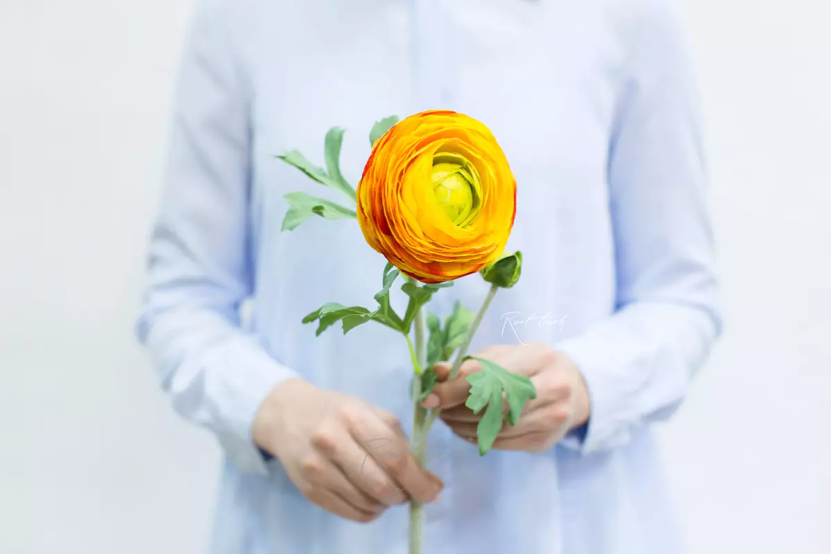 Ranunculus Clooney large - orange Ranunculus Clooney large - orange