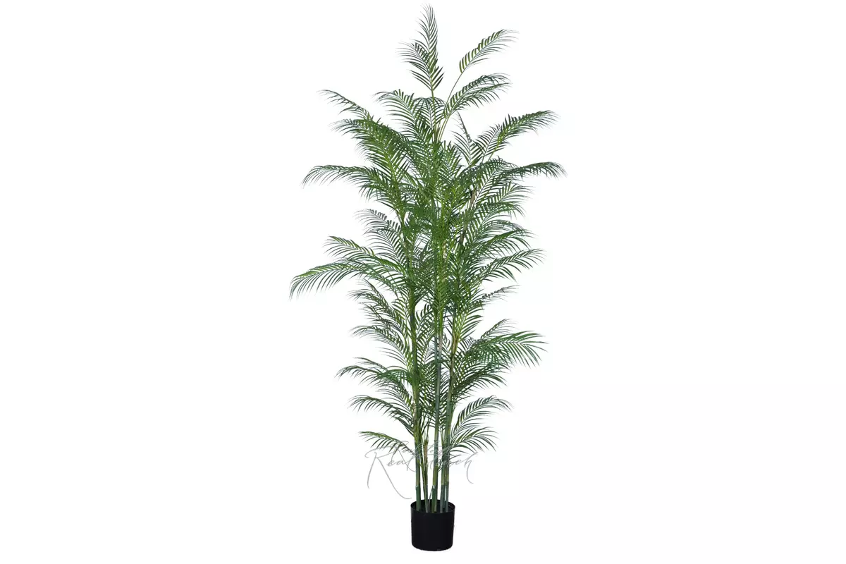 Areca high palm 230cm in a planter - green