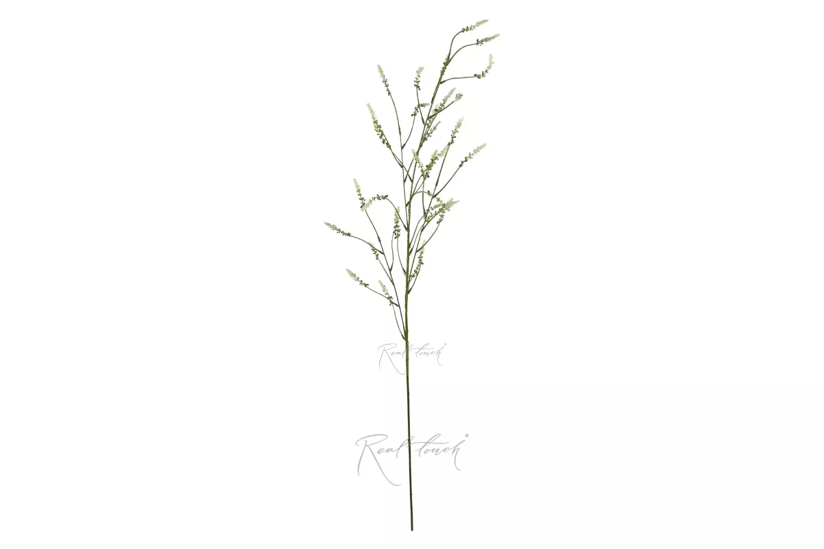 Setaria - white Setaria - white