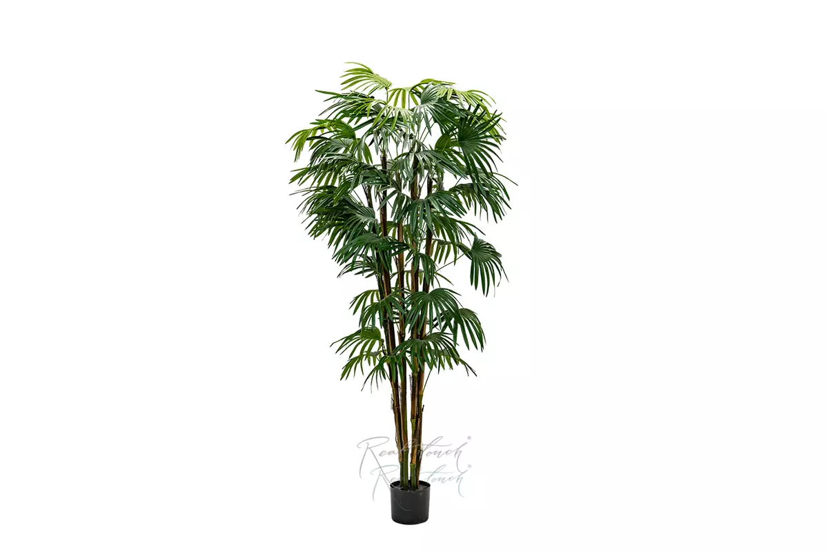 Fan palm 180cm - green