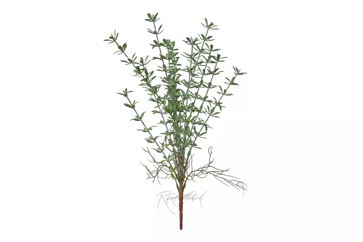 Purslane - dusty green