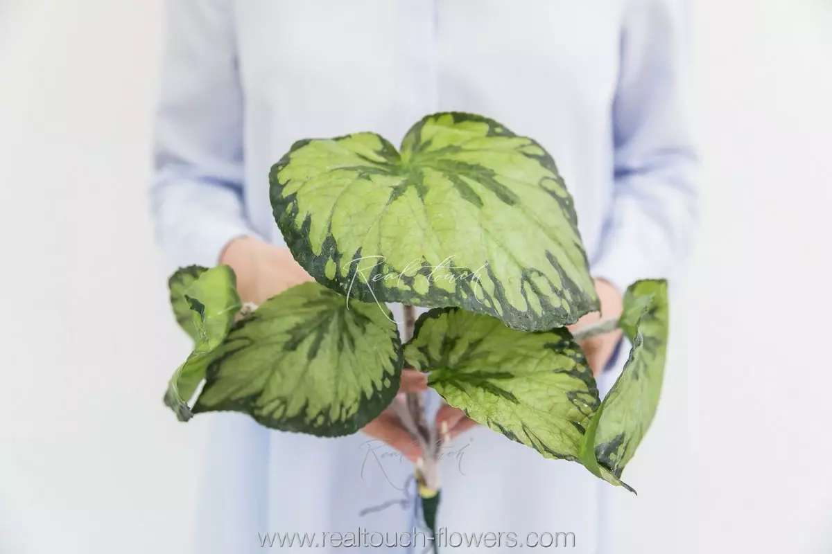 Begonia - green Begonia - green