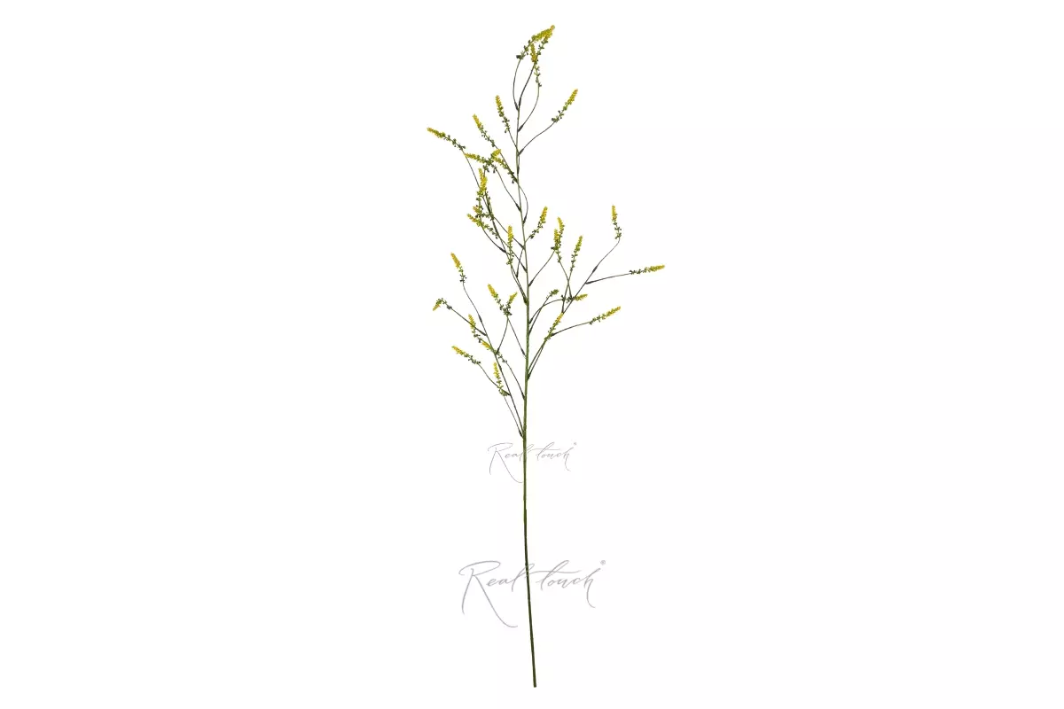 Setaria - yellow Setaria - yellow