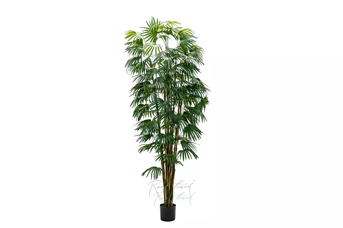 Fan palm 240cm - green