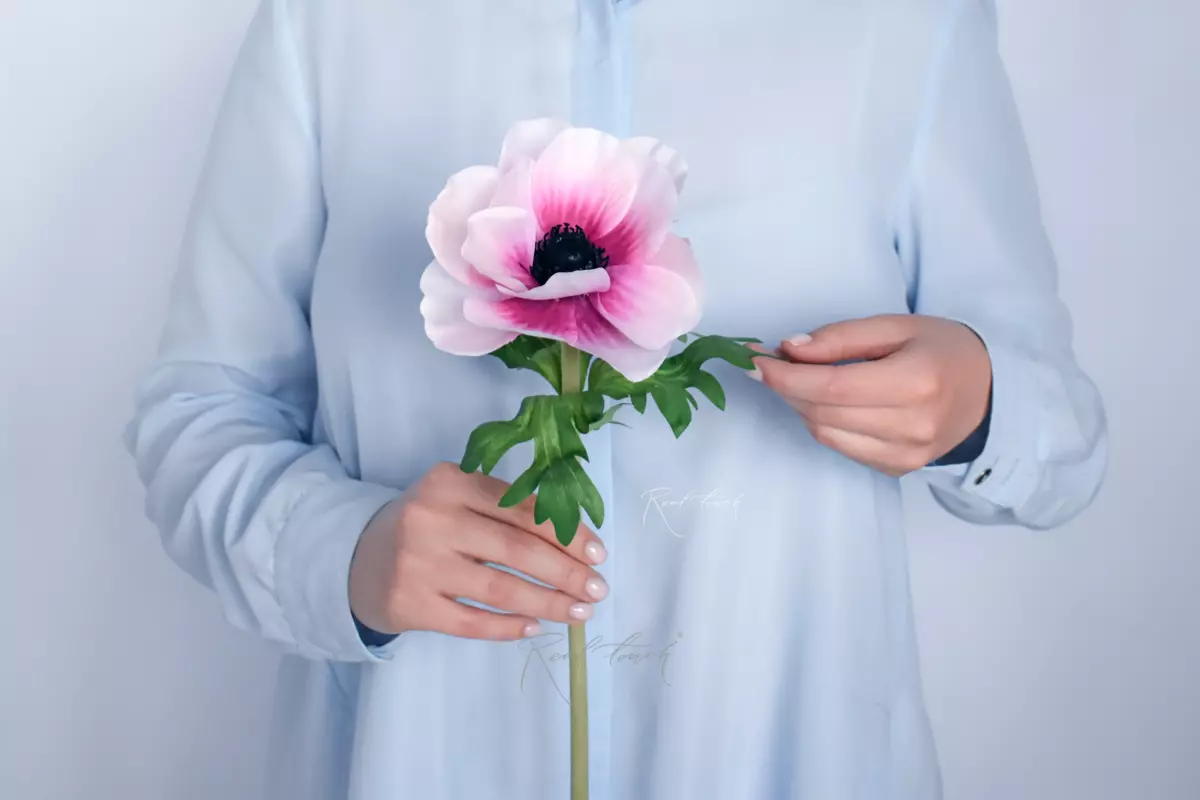 Anemone - white pink 