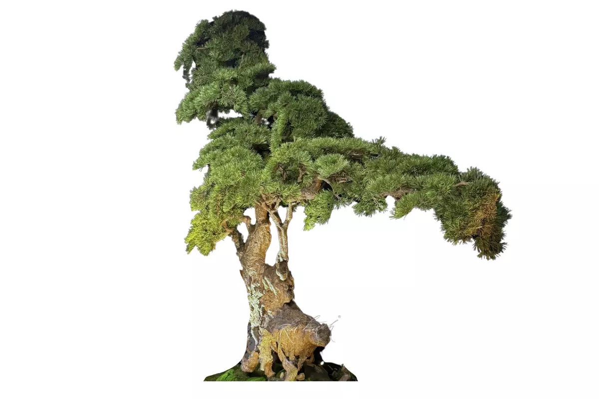 Bonsai tree 230*220*100 cm - green