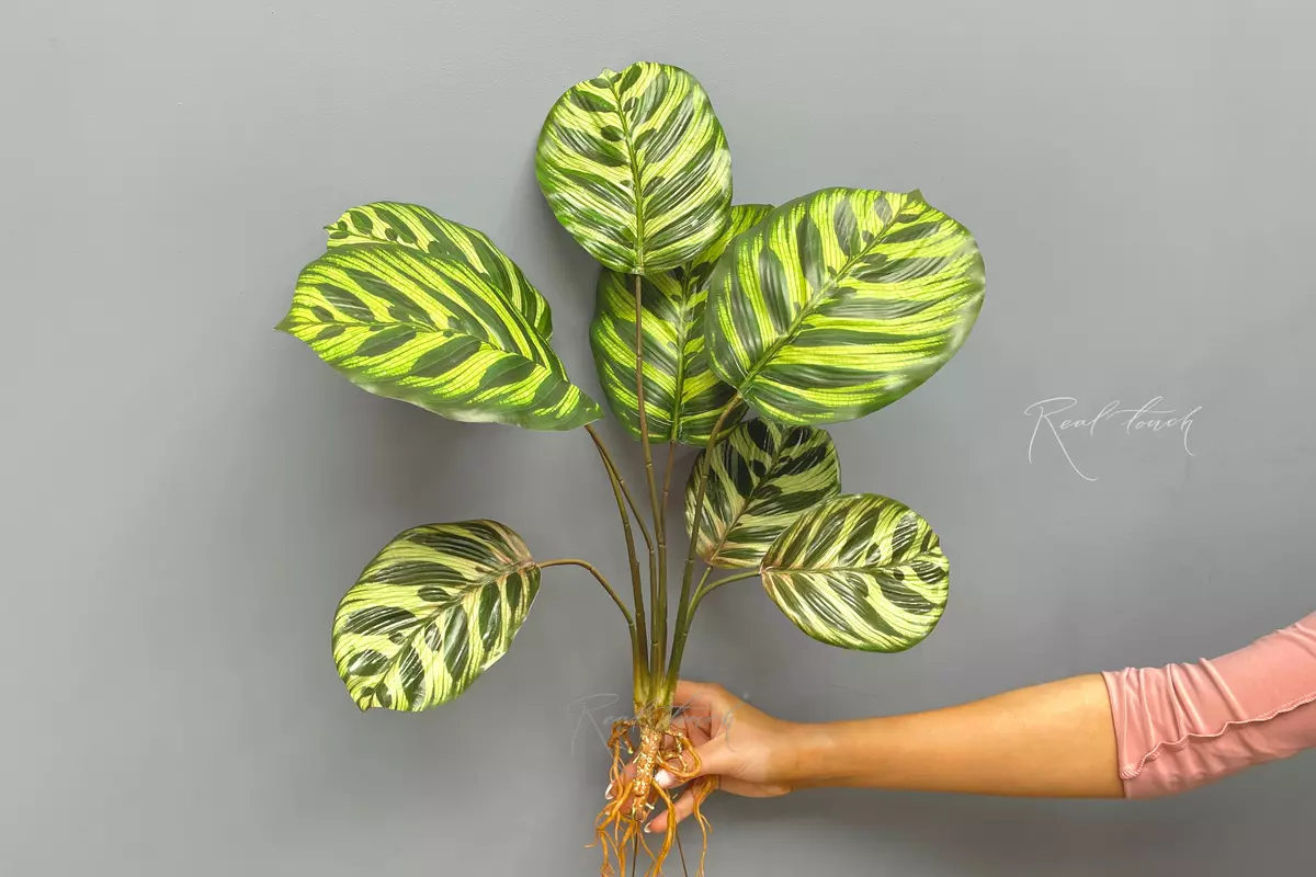 Сalathea makoyana bush of 8 leaves with roots - green Сalathea makoyana bush of 8 leaves with roots - green