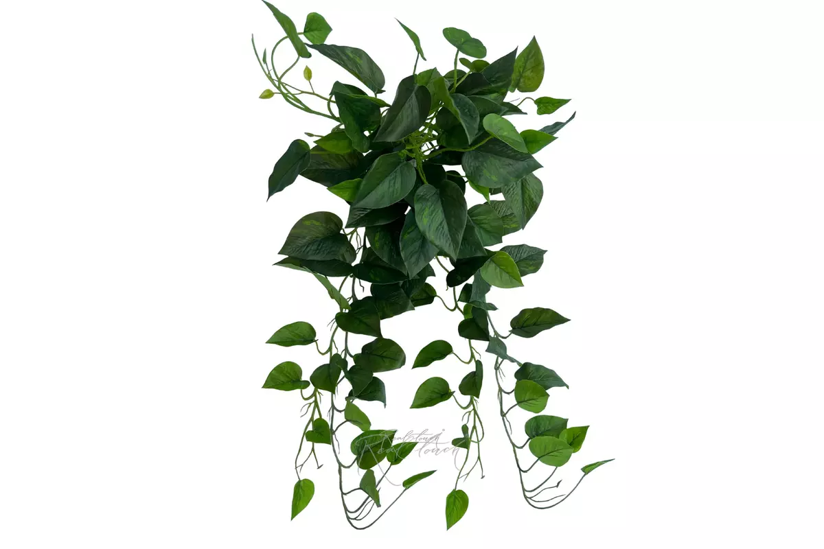 Scindapsus  Jade Satin - green