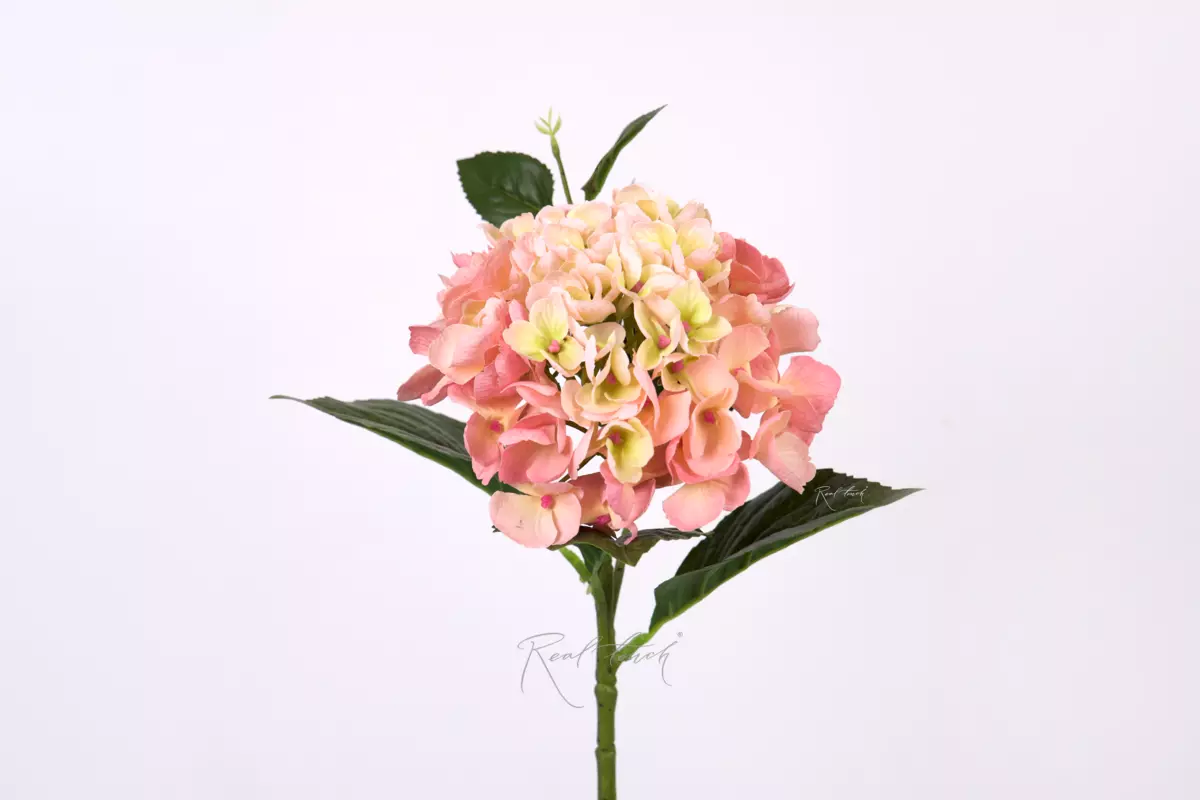 Hydrangea macrophylla small on the stem - peach pink