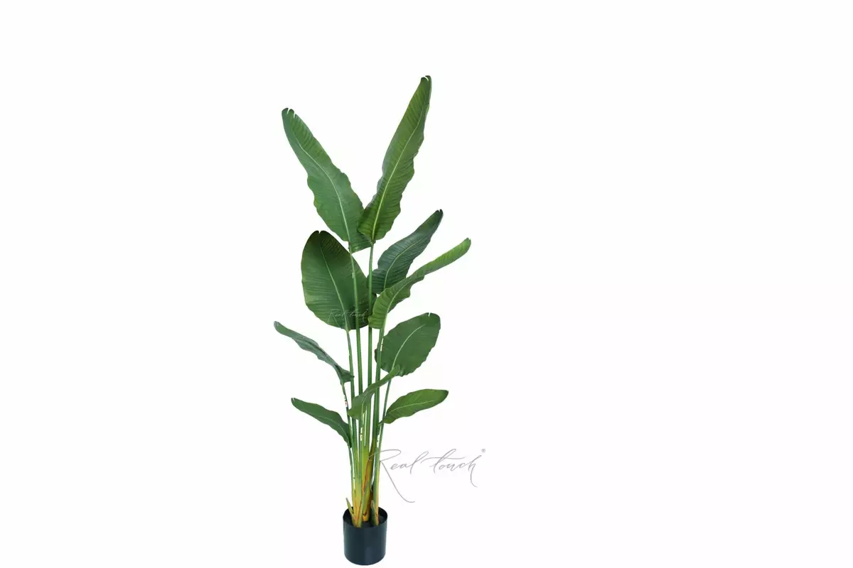 Premium strelitzia nicolai 160cm in a pot - green Premium strelitzia nicolai 160cm in a pot - green