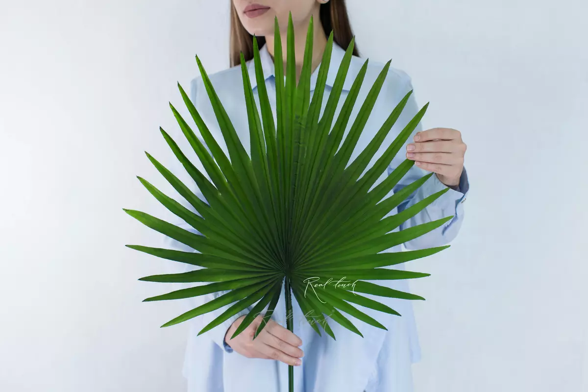 Chamaerops leaf (fan palm) medium - green