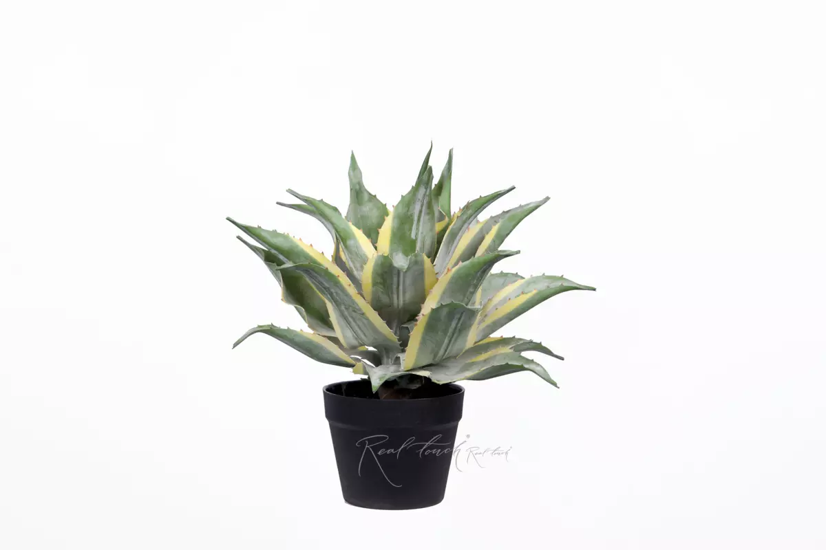 Yucca Ivory Tower small in pot - green Yucca Ivory Tower small in pot - green