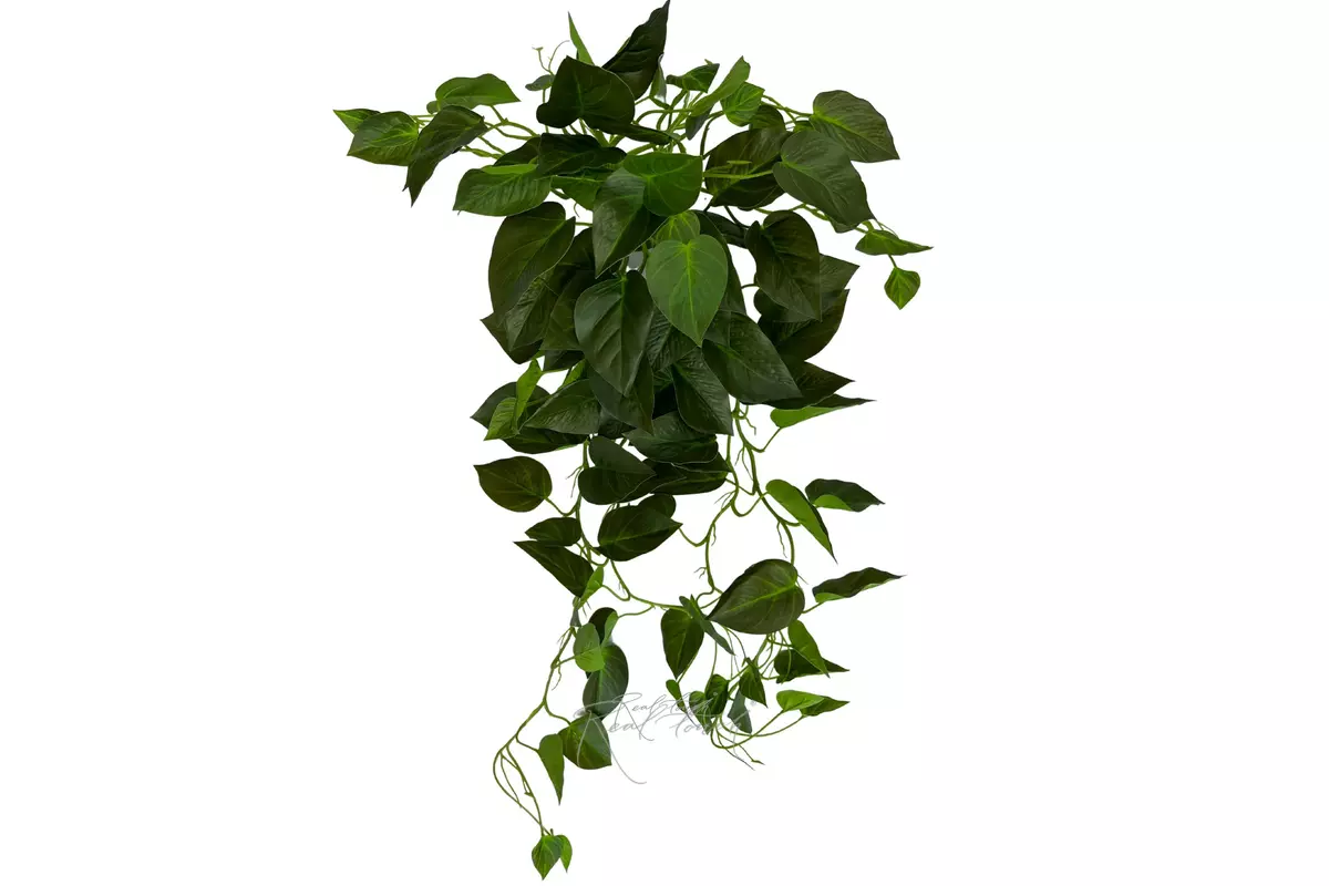 Scindapsus  Jade - green