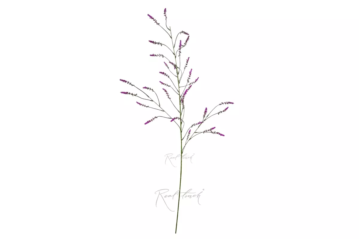 Setaria - purple