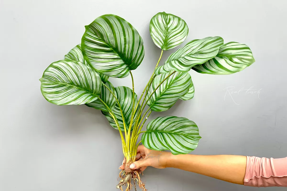 Calathea round-leaved bush of 12 leaves with roots - green