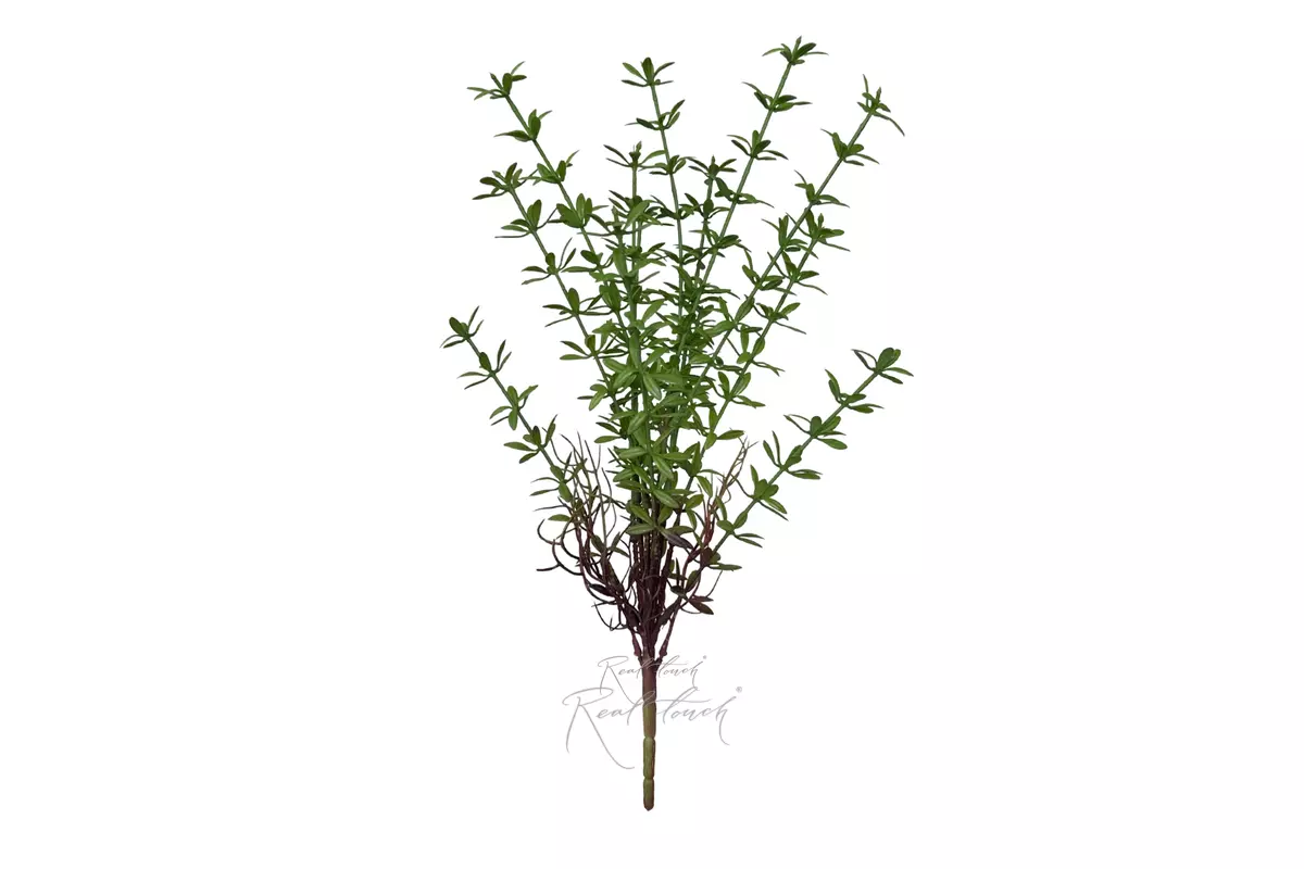 Purslane - green