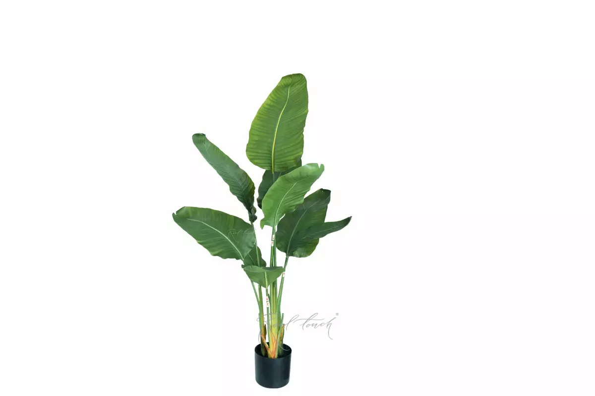 Premium strelitzia nicolai 120cm in a pot - green Premium strelitzia nicolai 120cm in a pot - green