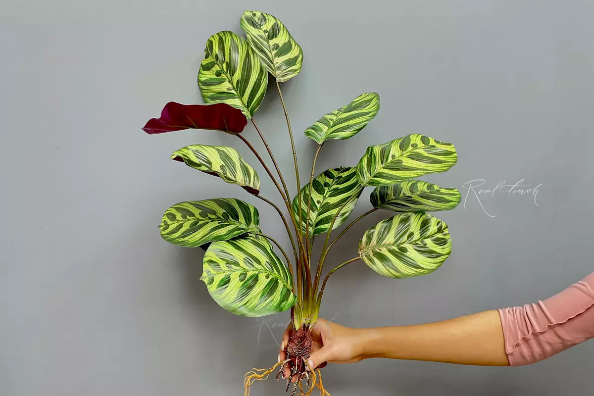 Сalathea makoyana bush of 12 leaves with roots - green