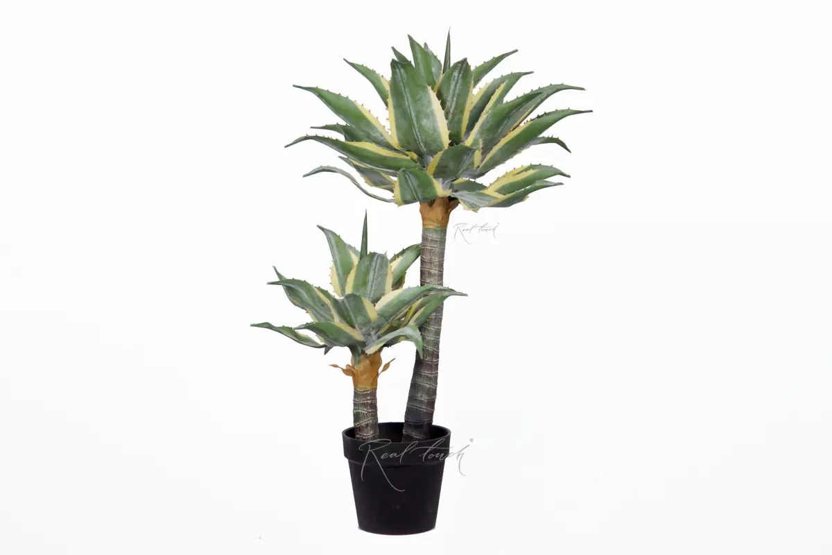 Yucca Ivory Tower high in pots - green Yucca Ivory Tower high in pots - green