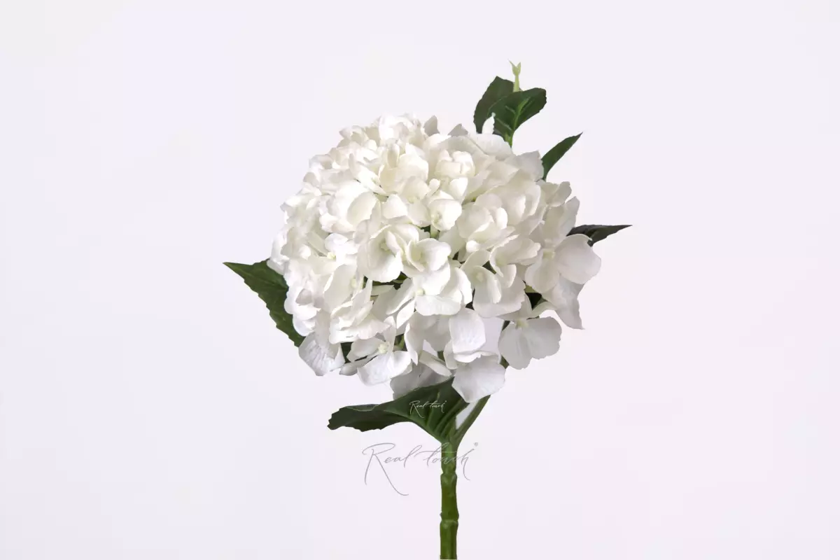 Hydrangea macrophylla small on the stem - white Hydrangea macrophylla small on the stem - white