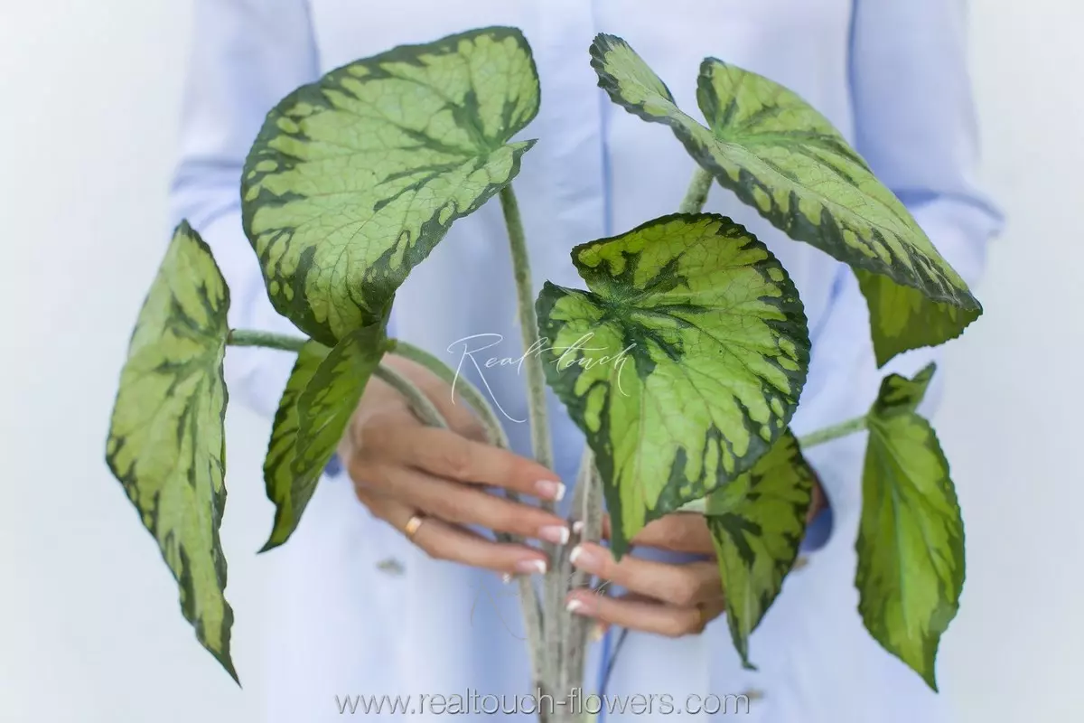 Begonia large - green Begonia large - green