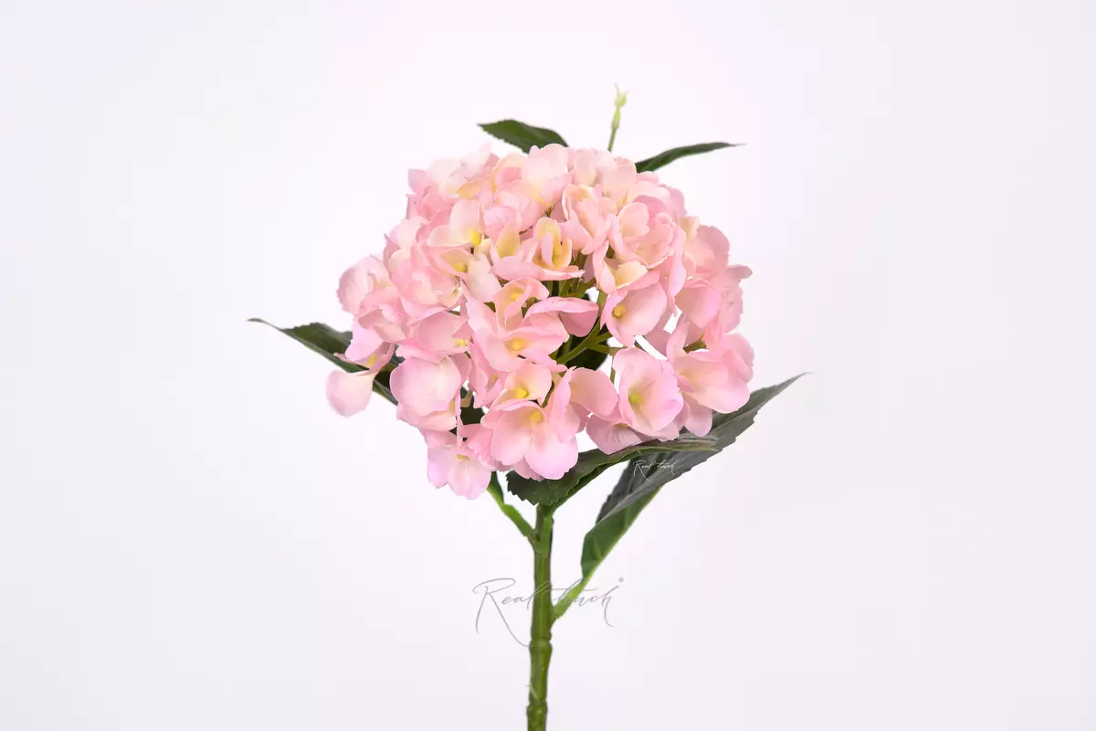 Hydrangea macrophylla small on the stem - light pink