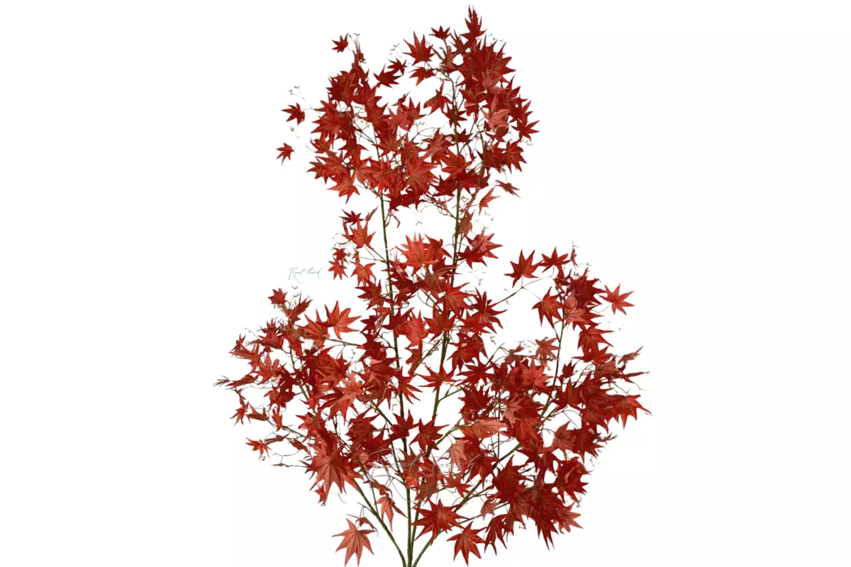 Maple branch - red