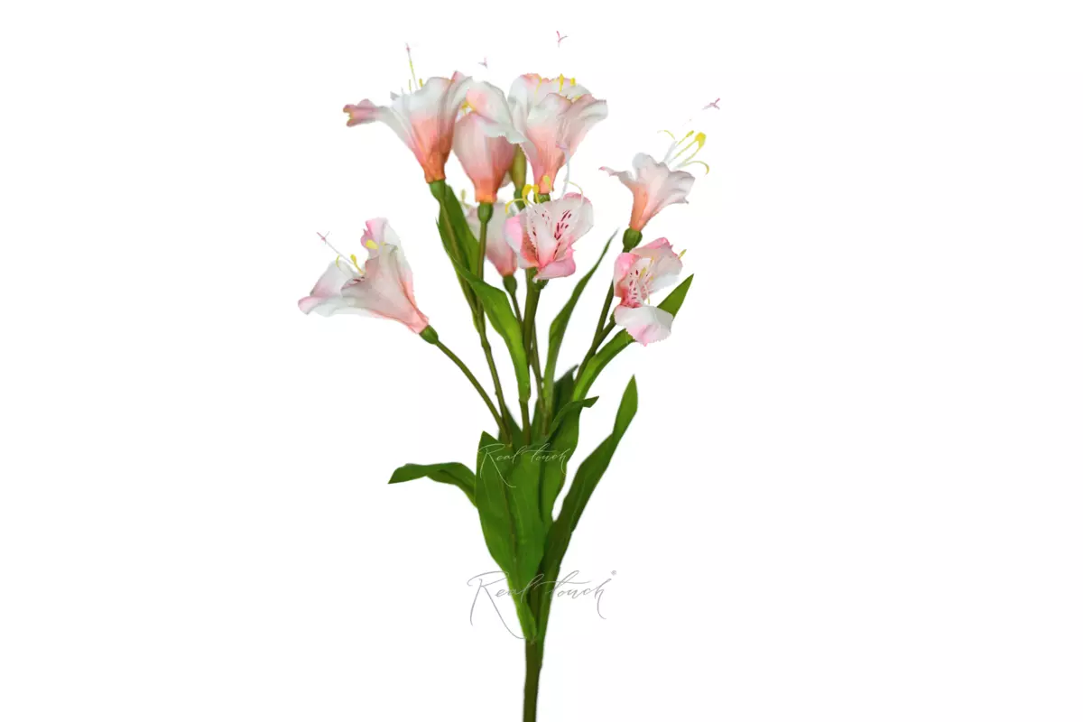 Alstroemeria - light pink