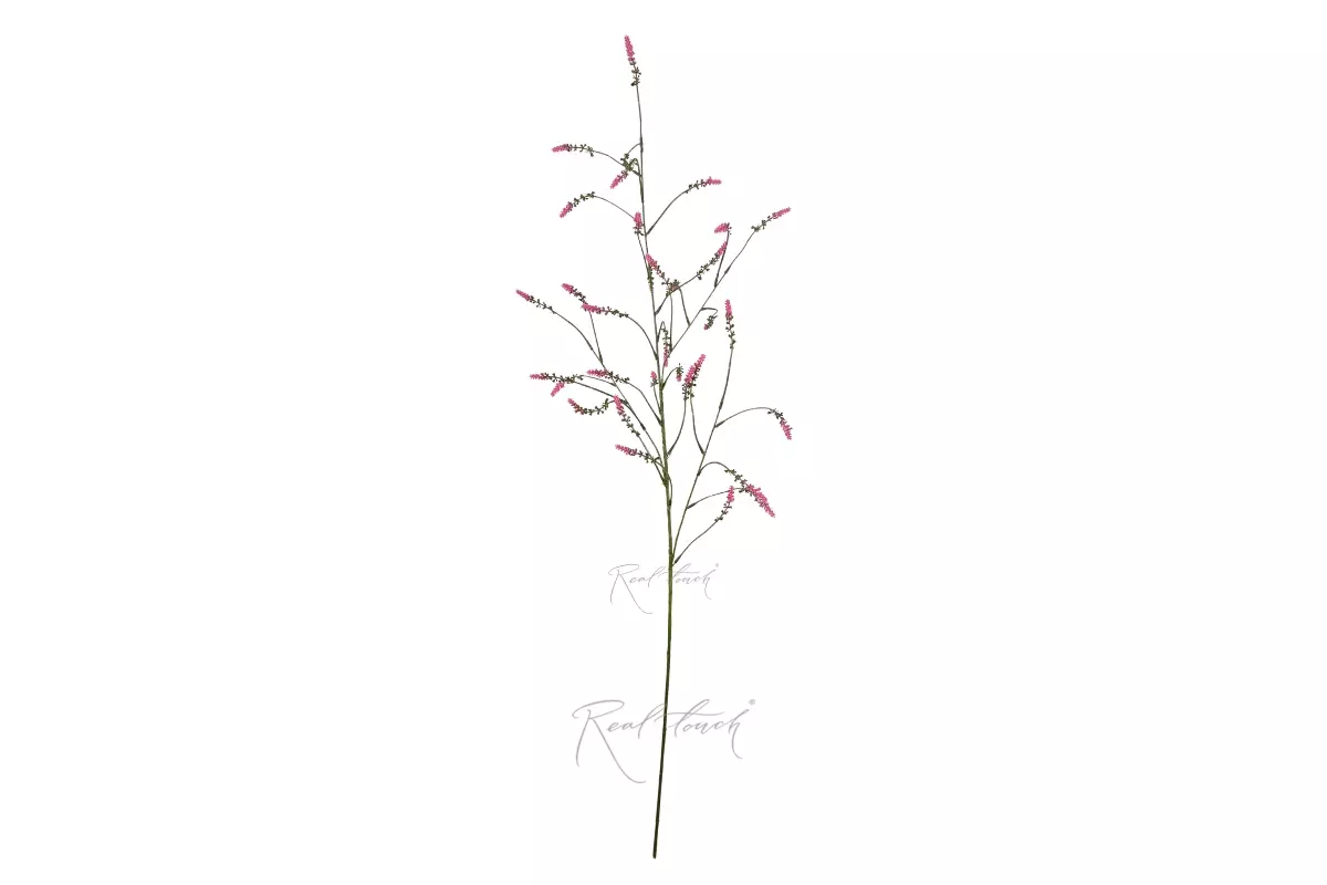 Setaria - pink Setaria - pink