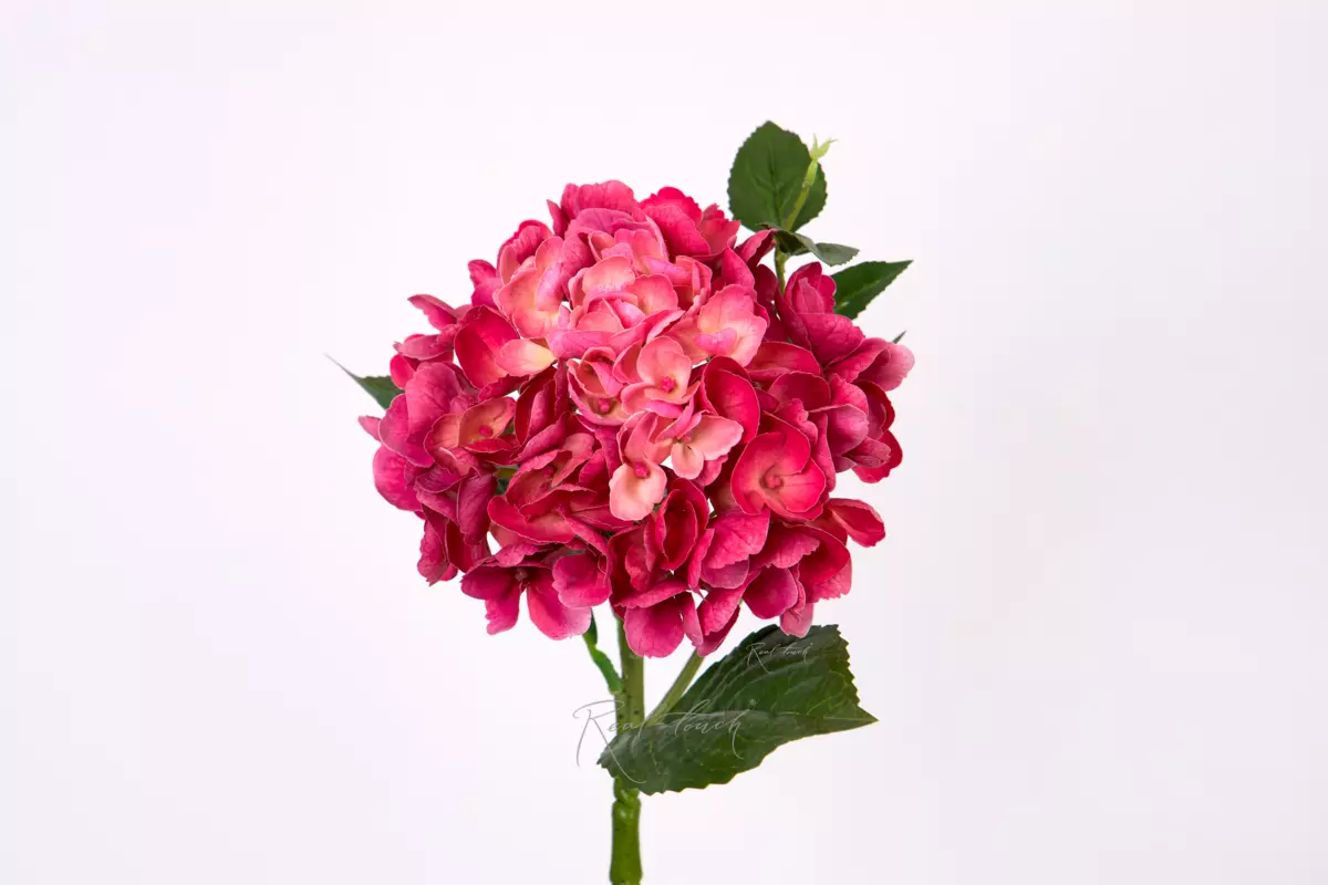 Hydrangea macrophylla small on the stem - Dark fuchsia Hydrangea macrophylla small on the stem - Dark fuchsia