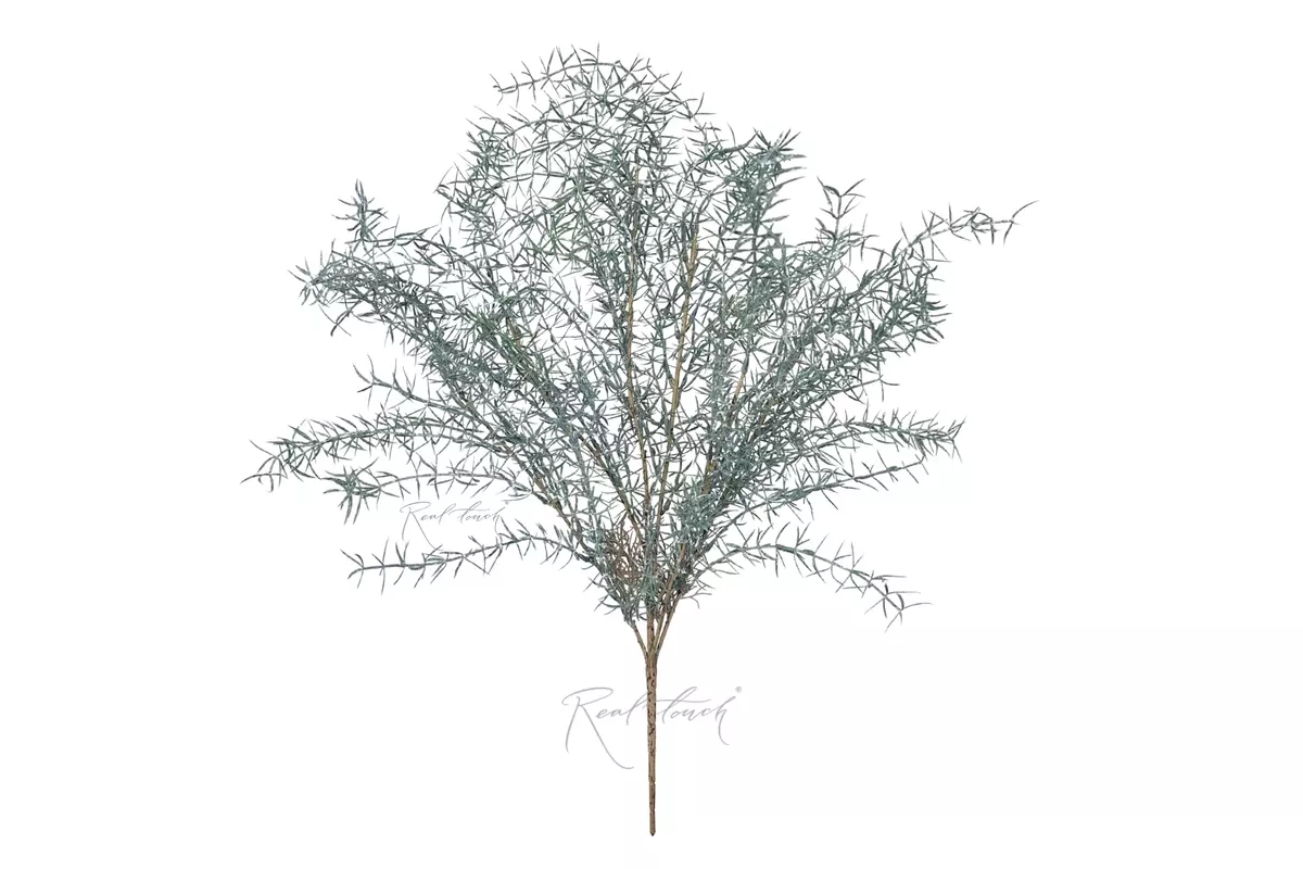 Soft Asparagus Fern - Dusty light blue