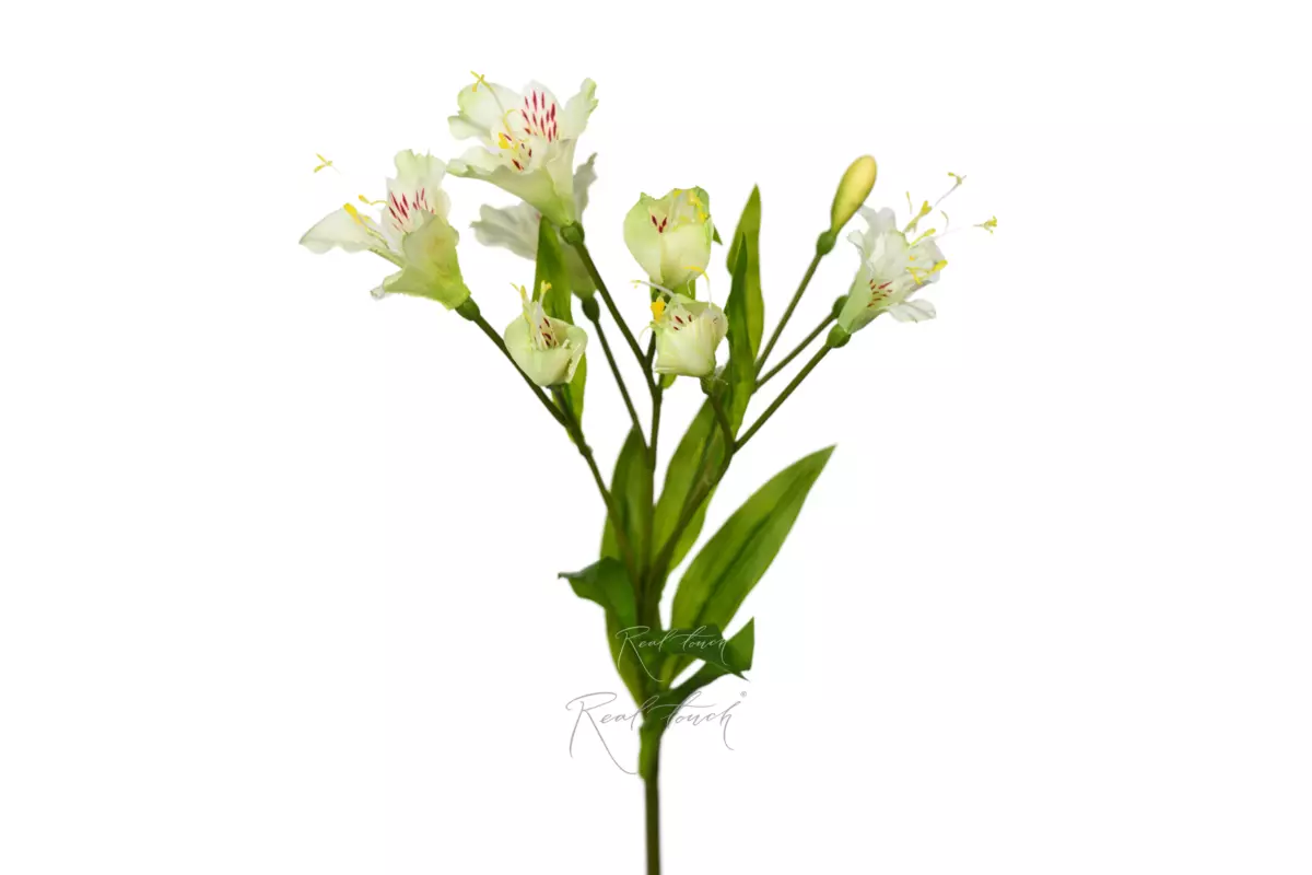 Alstroemeria - white Alstroemeria - white