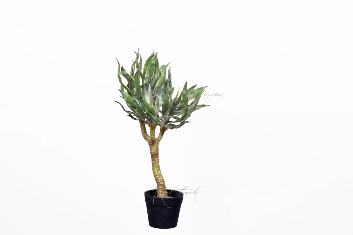 Yucca elephantipes 72cm in pots - green Yucca elephantipes 72cm in pots - green