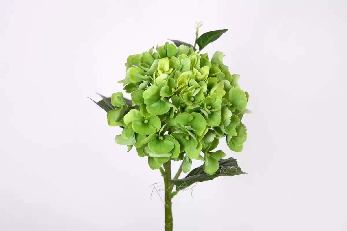 Hydrangea macrophylla small on the stem - green