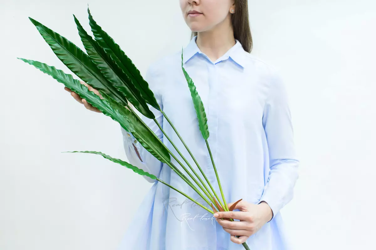 Calathea rufibarba bush of 7 leaves - green Calathea rufibarba bush of 7 leaves - green
