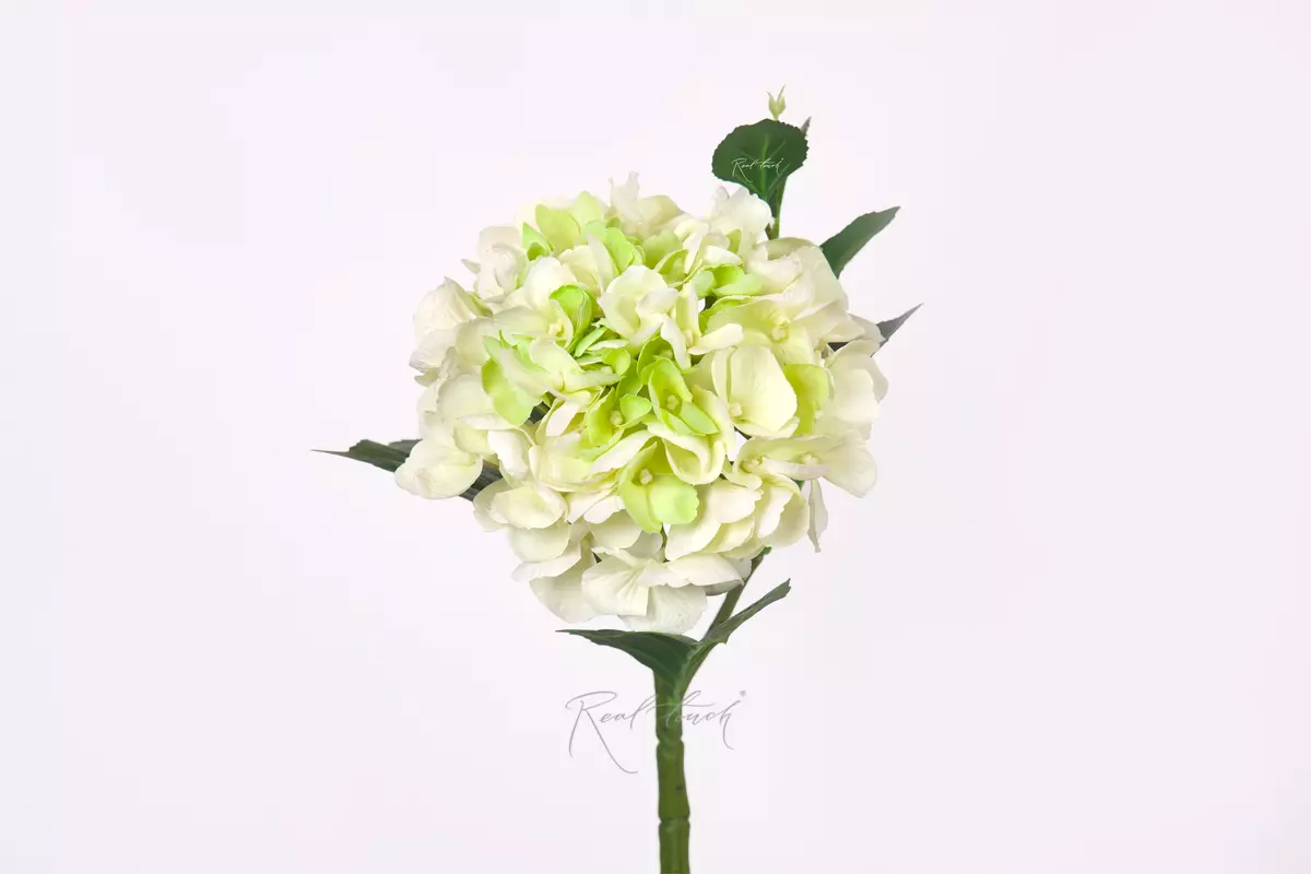 Hydrangea macrophylla small on the stem - white green