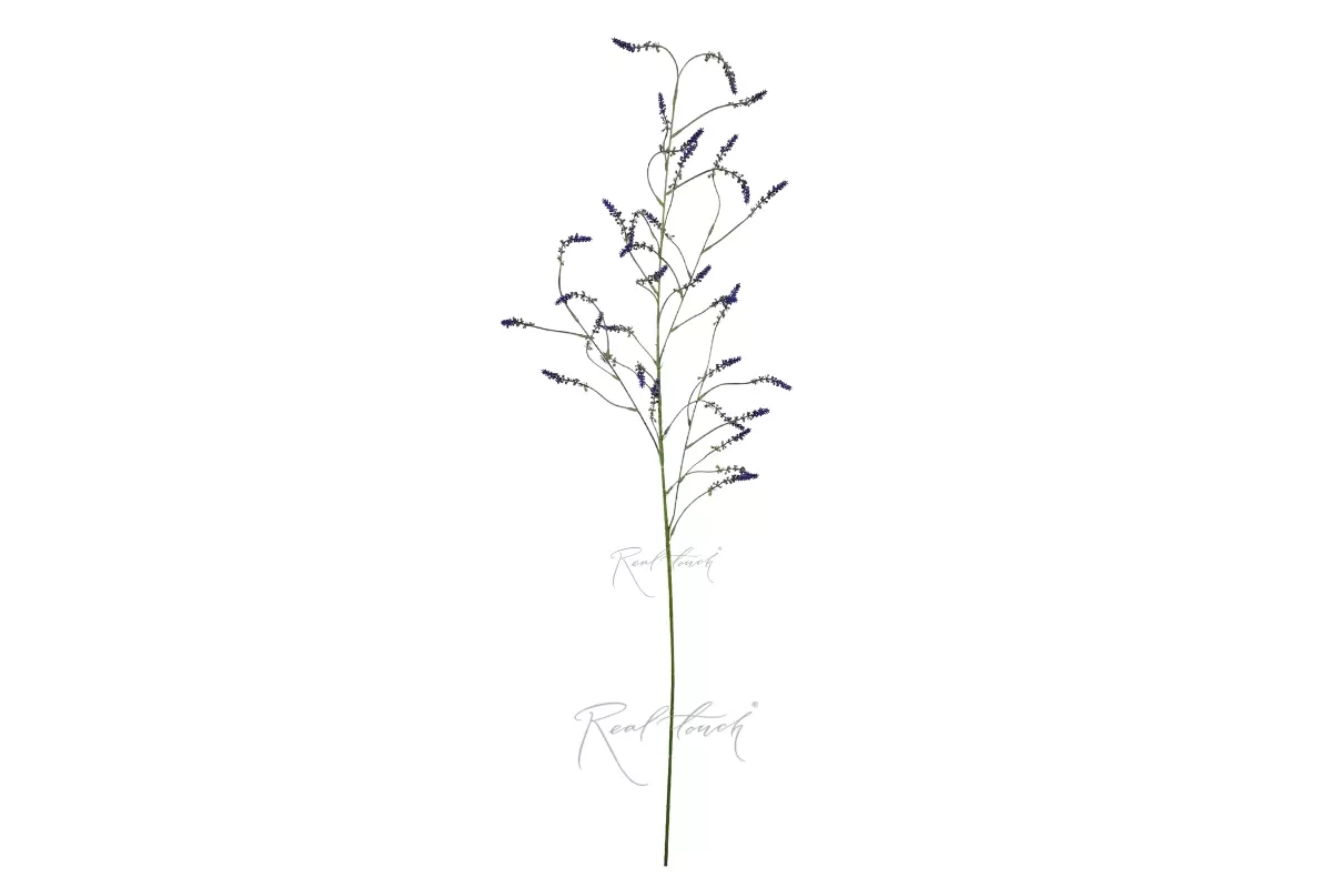 Setaria - Light blue violet