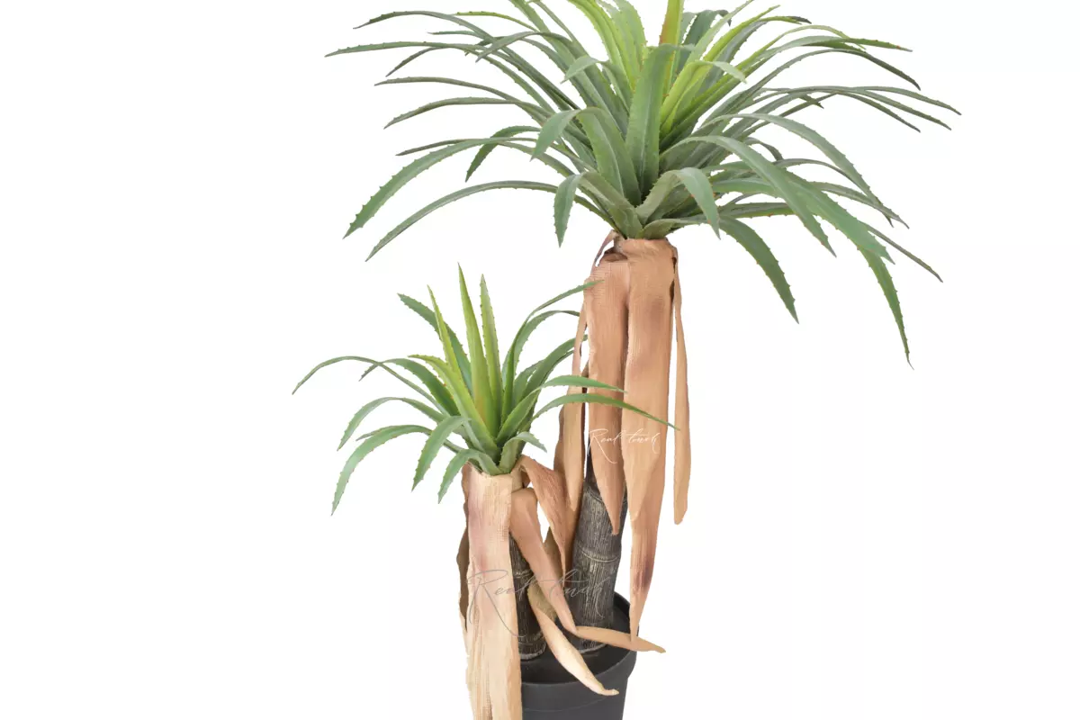 Yucca Carnerosana at 120cm in pot - green Yucca Carnerosana at 120cm in pot - green