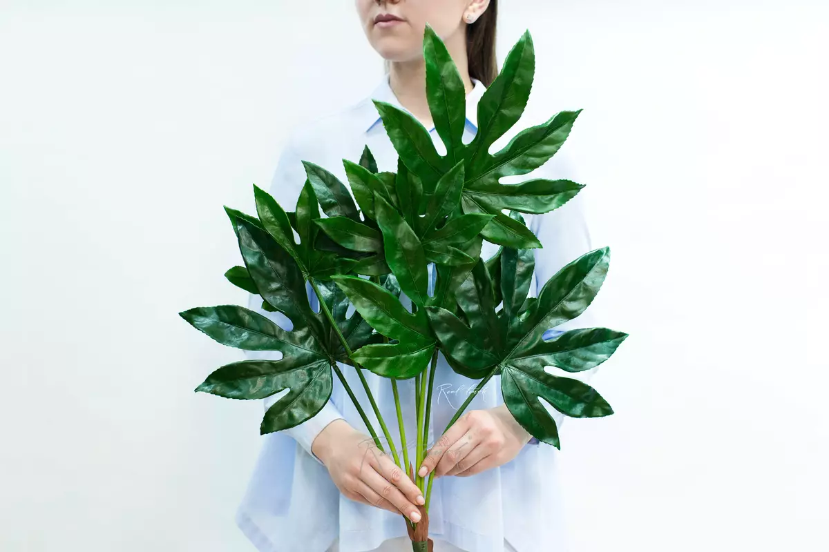 Fatsia bush of 7 leaves - green