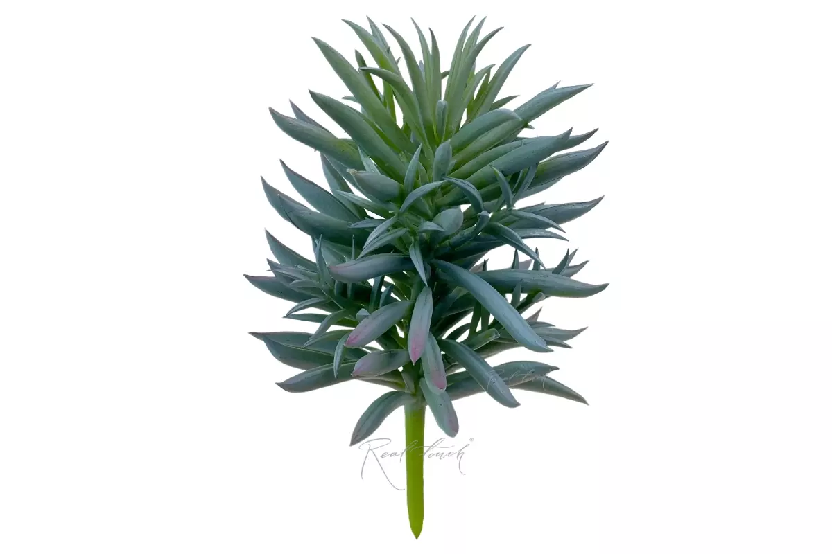  Senecio archeri - Green blue