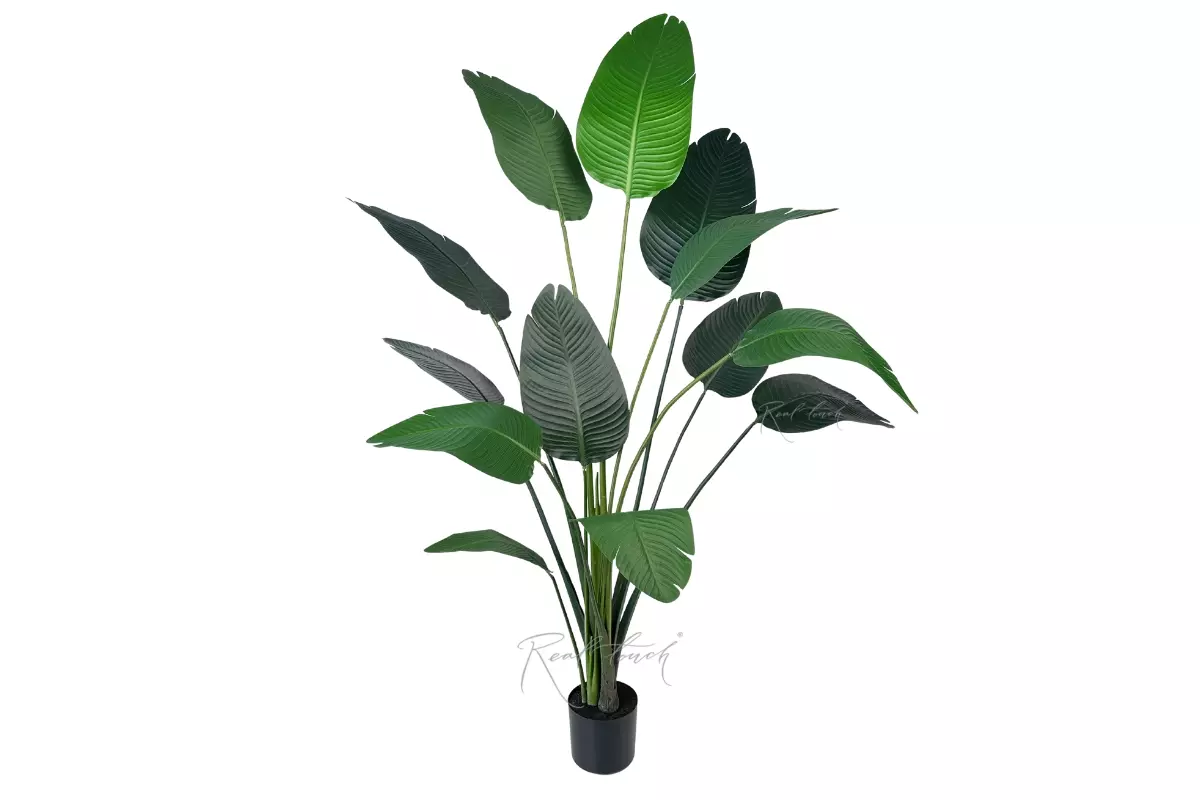 Strelitzia LRJ 6/13L 180cm - green Strelitzia LRJ 6/13L 180cm - green