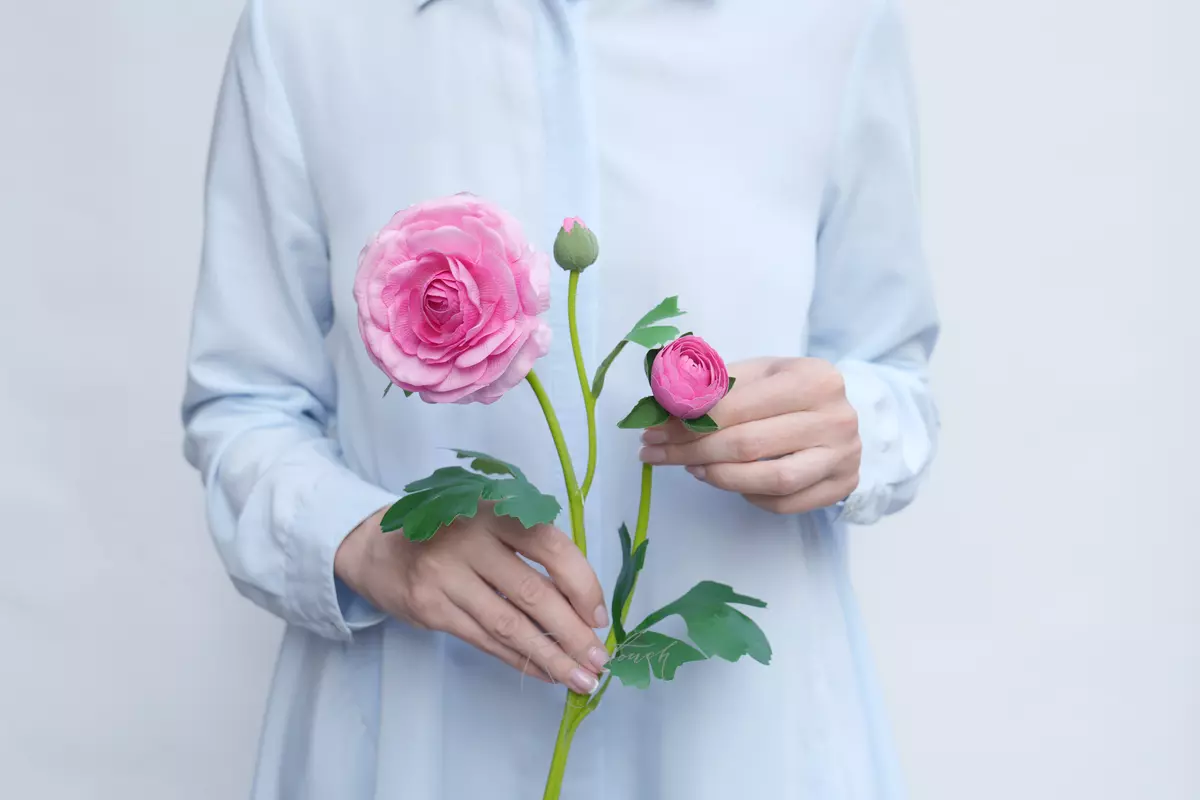 Ranunculus asiaticus Pauline - pink